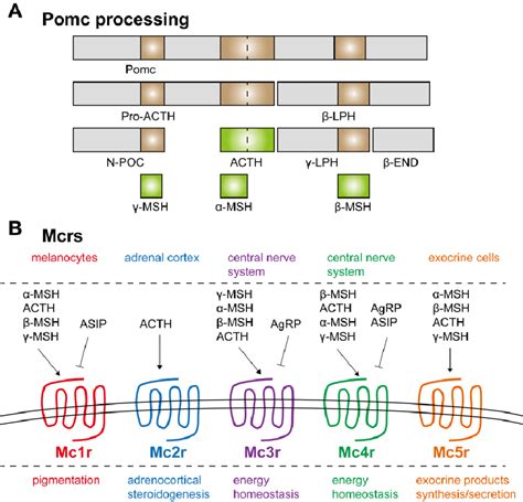 3 Post Translational Processing Of Pomc And Melanocortin System In