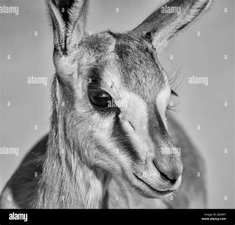 Springbok Close Up Black And White Stock Photos And Images Alamy