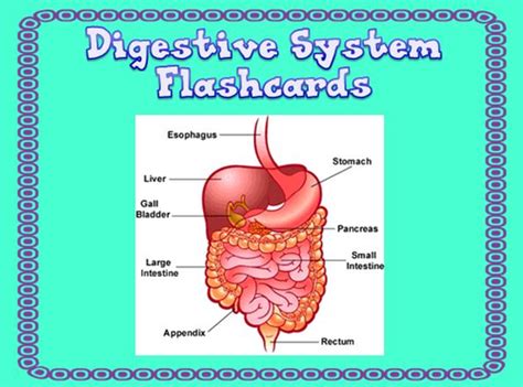 Digestive System Flashcards Teaching Resources