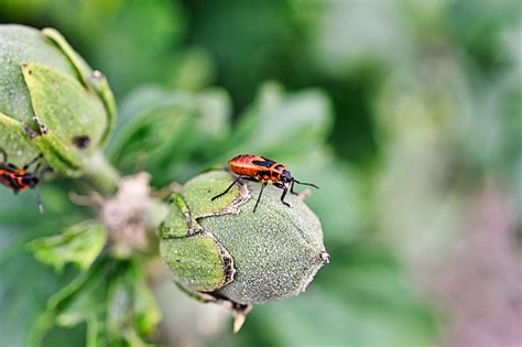 Bug De Fuego Escarabajo Insecto Foto Gratis En Pixabay Pixabay