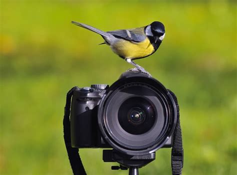 The 5 Best Birding Camera: A Bird Watchers Buying Guide