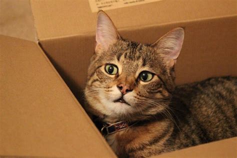 Reasons Why Do Cats Love Boxes Behavior Cat Mastermind