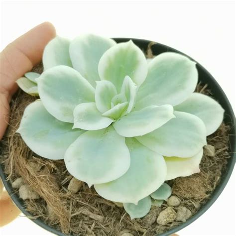 Echeveria Lemon Rose F Variegata 10 Cm Crassulaceae Giromagi