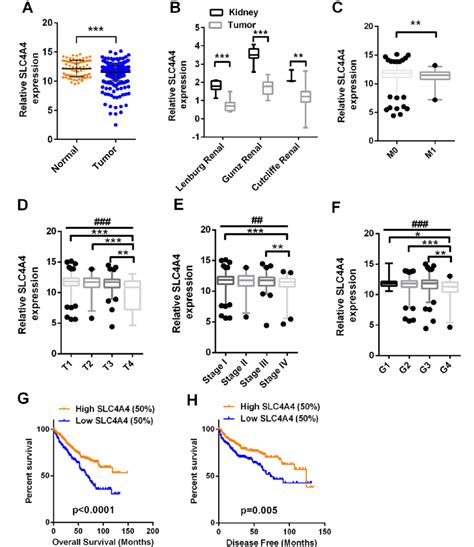 Slc A Expression Is Downregulated In Ccrcc And Predicts A Poor