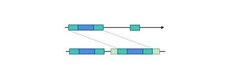 Repetitive Dna Sequences Definition Types And Meaning