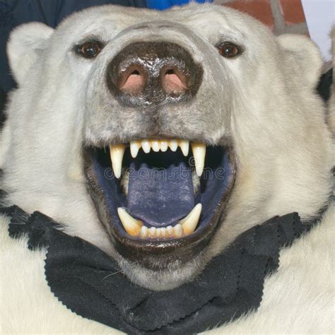 White Polar Bear Skin Stock Image - Image: 36988131