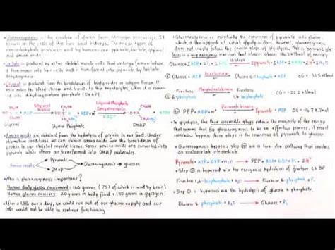 Introduction To Gluconeogenesis Part II Video Lecture MCAT