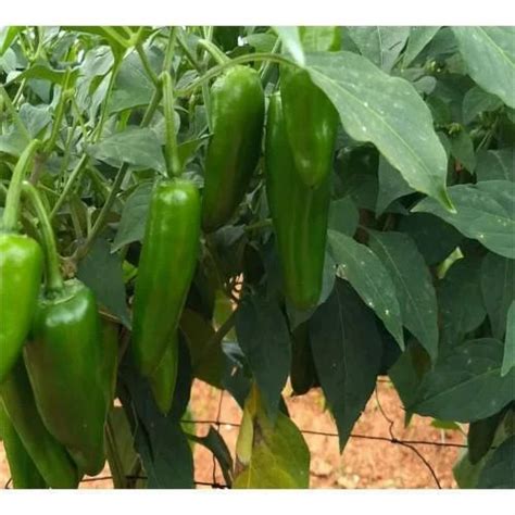 Green Hybrid Chilli Seed Kalash Magadheera Chilli Packaging Size G