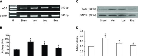 Relative Cardiac ACE MRNA A And B And Cardiac ACE Protein Levels C