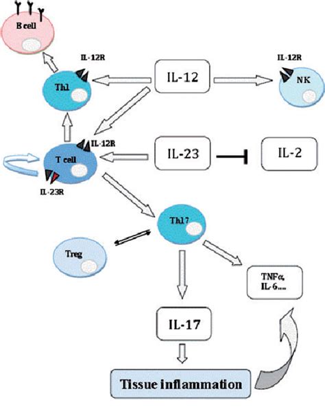 Il And Il Th Axis In Systemic Lupus Erythematosus Semantic