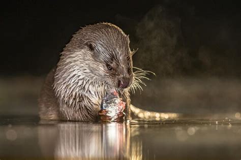 Premium Photo | European otter eating fish at night