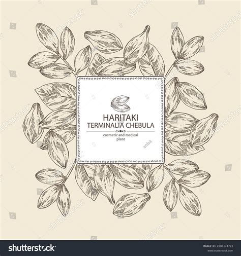 Background Terminalia Chebula Terminalia Chebula Plant Stock Vector