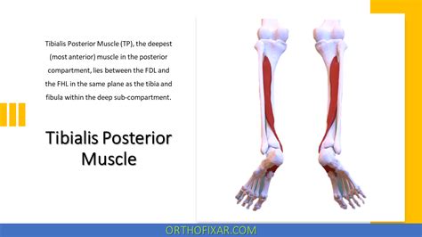 Tibialis Posterior Muscle Origin And Insertion