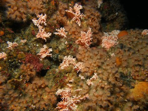 Off B.C. coast, scientists discover extinct volcanoes teeming with life