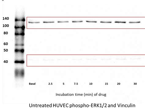 Figure 4 From In Vitro Sepsis Induces Nociceptin Orphanin FQ Receptor