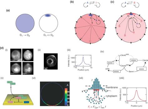 Pattern Generation Through Turing Like Mechanisms The Turing Mechanism