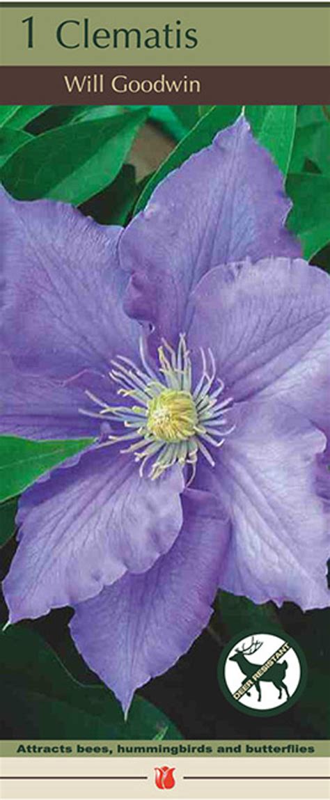 Clematis Will Goodwin 1pp Cofers Home And Garden
