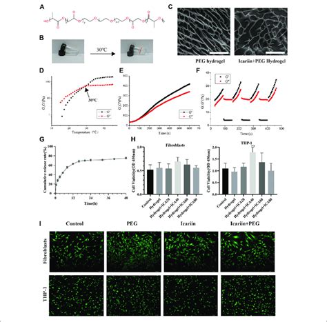 Characterization And Biocompatibility Of The PEG Hydrogel A