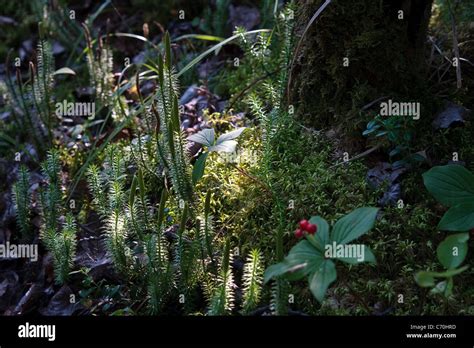 Scene Of The Diverse Biology Of The Floor Of A Boreal Forest In