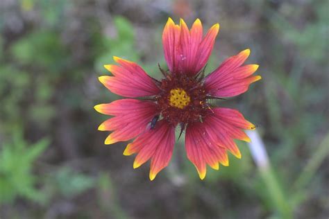 Gaillardia Pulchella Rosering Blanket Flower Go Botany