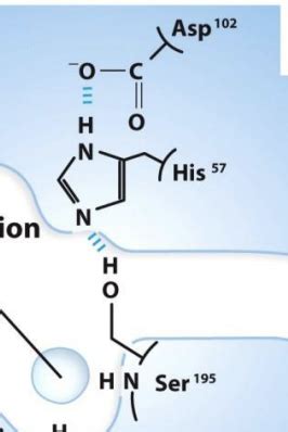 Chymotrypsin Flashcards | Quizlet