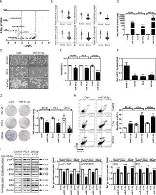 Frontiers MiR 31 3p Functions As A Tumor Suppressor By Directly