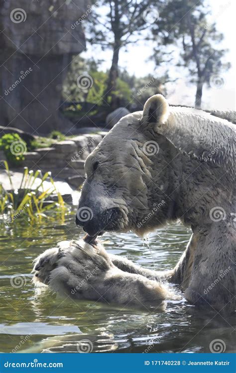 Huge Male Polar Bear Eating a Fish while in the Water Stock Photo ...