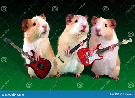 Three Guitarist Guinea Pig Is Playing On A Guitar Stock Photo - Image ...