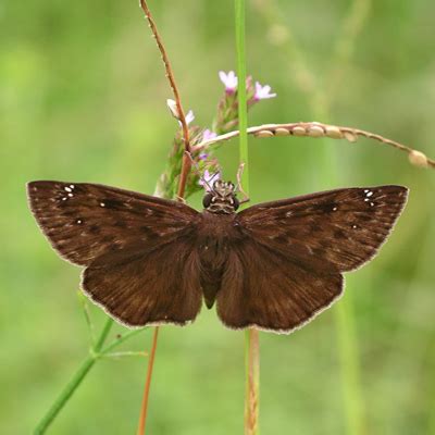 Horace S Duskywing Erynnis Horatius Bugguide Net