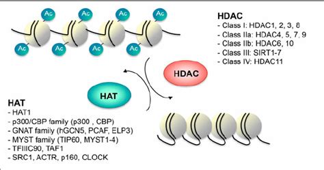 Histone Acetyletransferase HAT And Histone Deacetylase HDAC