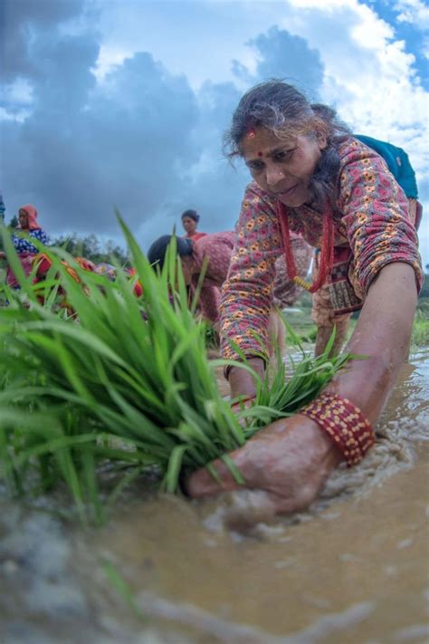 Best Photos Of Rice Planting Festival In Nepal Nepal 8th Wonder