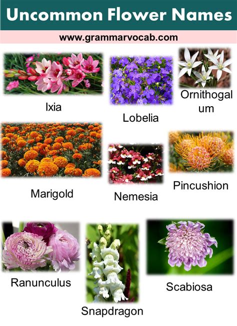 Uncommon Flower Names - GrammarVocab