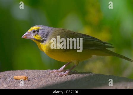 Yellow Canary Serinus Canaria On Its Perch In Front Of A White