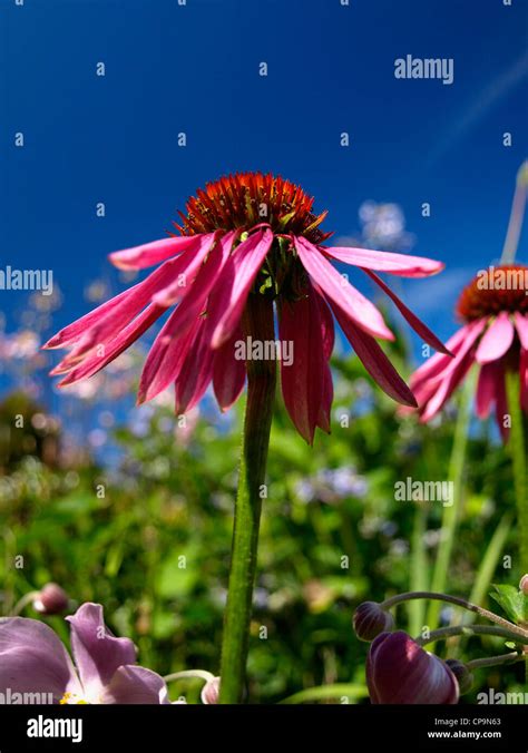 Echinacea Angustifolia Medicine Hi Res Stock Photography And Images Alamy