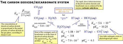 Thermal decomposition of sodium hydrogen carbonate essay outline