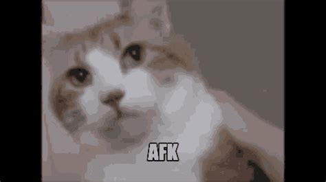 Cat Afk  Cat Afk Afk Cat Discover And Share S