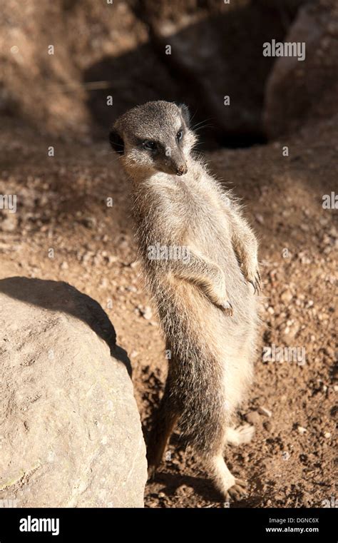 Meerkat Standing Tall On Hind Legs In Meerkat Enclosure London Zoo