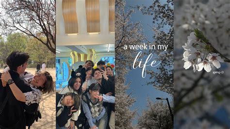 S Vlog Week Korea Vlog Cherry Blossom Season Spring In Seoul