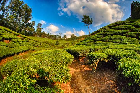 Kerala Tea Plantations - Munnar, IndiaSoma Images