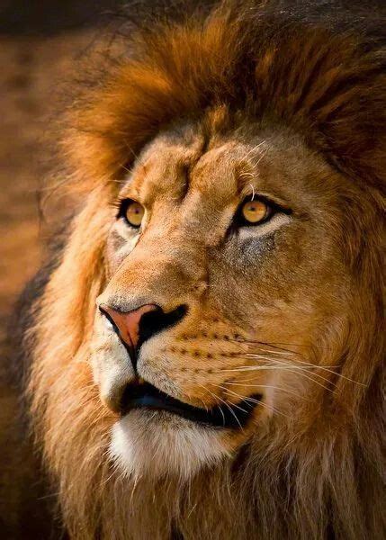 Lion Portrait Lion Images Lion Pictures Animal Pictures Beautiful