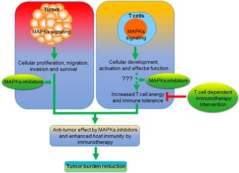 Pharmaceuticals Free Full Text Mitogen Activated Protein Kinase