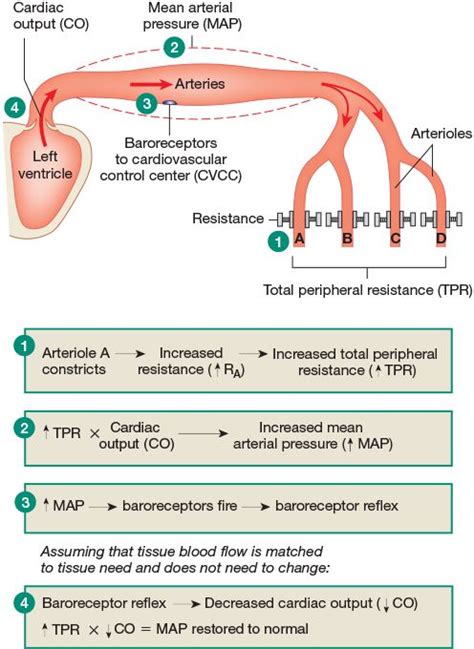 Regulation Of Cardiovascular Function Cardiovascular Pearson Med School