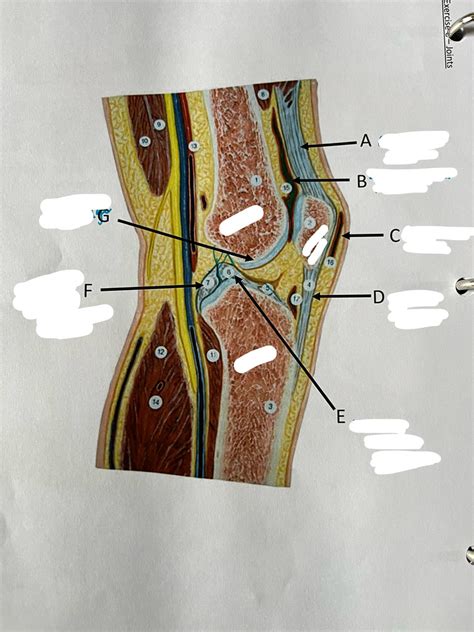 A P LAB EX 8 LIGAMENTS TENDONS INSIDE VIEW Diagram Quizlet