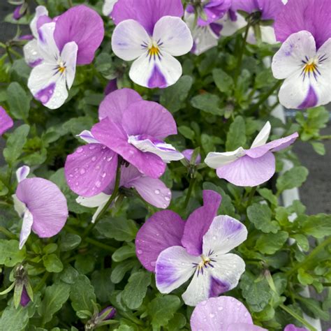 Viola Pink Wings Pack Of Six Plants