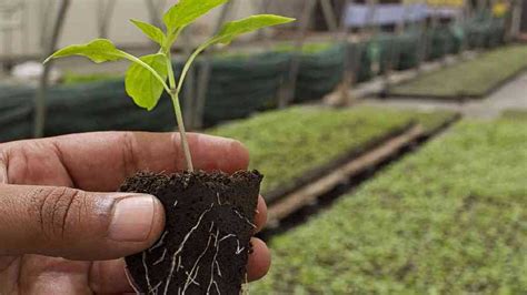 Estudiar Agronom A Mejores Universidades Y Aranceles