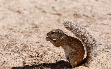 Los 15 animales de clima cálido más representativos