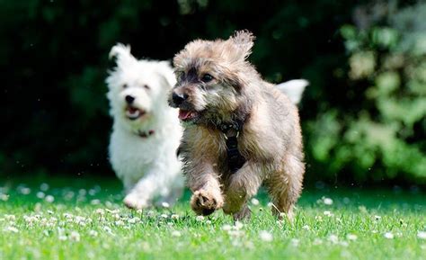 Cu Ntas Razas De Perro Hay En El Mundo