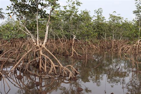 Niger Delta mangroves in ‘grave danger’ from oil spills, poverty, invasive species