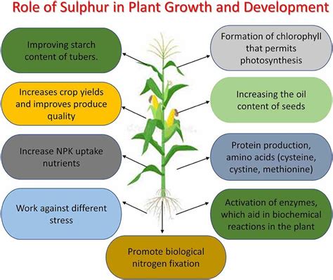 Schematic Representation Of The Role Of Sulfur In Plant Growth And