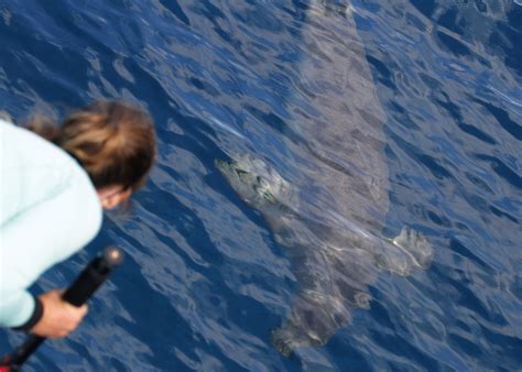 Monk Seal Photos Oahu Hawaii Wild Side Specialty Tours Oahu Hawaii